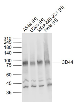 CD44 Rabbit Polyclonal Antibody