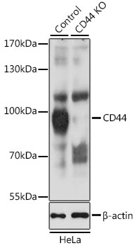 CD44 Rabbit Polyclonal Antibody