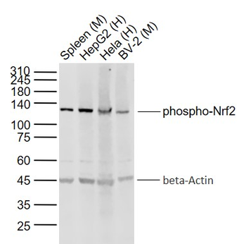 Phospho-Nrf2 (Ser40) Rabbit Polyclonal Antibody
