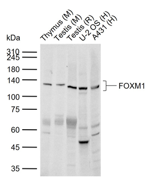 FOXM1 Rabbit Polyclonal Antibody