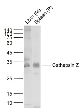 Cathepsin Z Rabbit Polyclonal Antibody