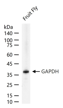 GAPDH (Fruit Fly) Rabbit Polyclonal Antibody