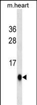 PIN1 Mouse Monoclonal Antibody