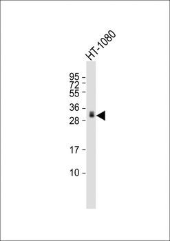 GDF15 Mouse Monoclonal Antibody