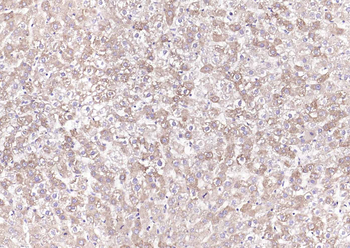 Calreticulin Mouse Monoclonal Antibody