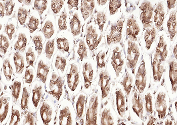 Calreticulin Mouse Monoclonal Antibody
