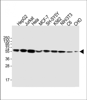 Calreticulin Mouse Monoclonal Antibody