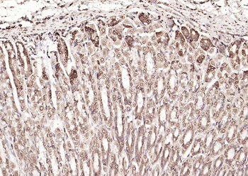 Calreticulin Mouse Monoclonal Antibody