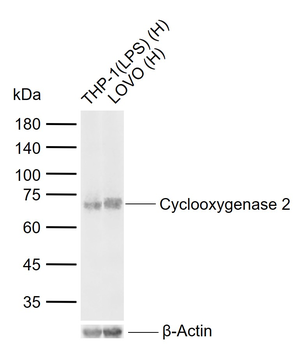Cyclooxygenase 2 Mouse Monoclonal Antibody