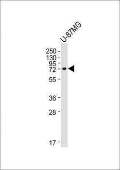 Cyclooxygenase 2 Mouse Monoclonal Antibody
