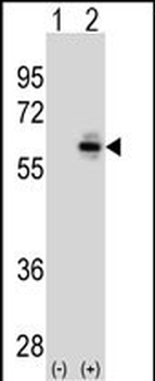 CDC25C Mouse Monoclonal Antibody