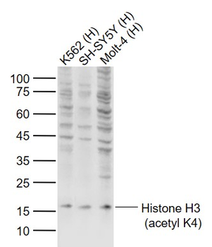 Histone H3 (acetyl K4) Rabbit Polyclonal Antibody