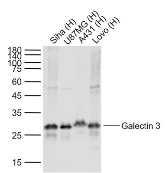 Galectin 3 Rabbit Polyclonal Antibody
