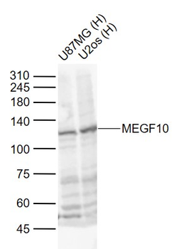 MEGF10 Rabbit Polyclonal Antibody