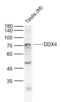 DDX4 Rabbit Polyclonal Antibody