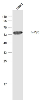 N-Myc Rabbit Polyclonal Antibody