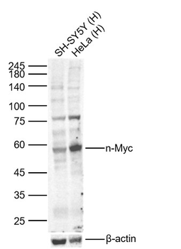 N-Myc Rabbit Polyclonal Antibody