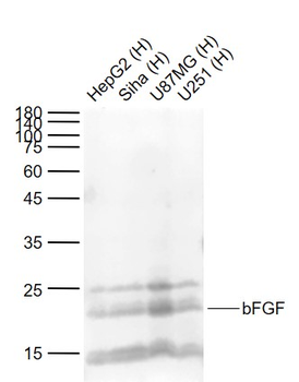 FGF2 Mouse Monoclonal Antibody