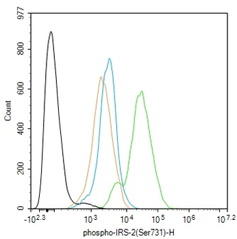 Phospho-IRS-2 (Ser731) Rabbit Polyclonal Antibody