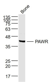 PAWR Rabbit Polyclonal Antibody