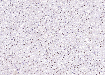 DNase gamma Rabbit Polyclonal Antibody