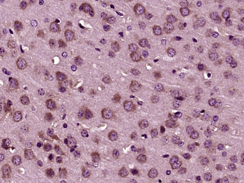 CXCL9 Rabbit Polyclonal Antibody