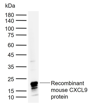 CXCL9 Rabbit Polyclonal Antibody
