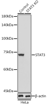 STAT3 Rabbit Polyclonal Antibody