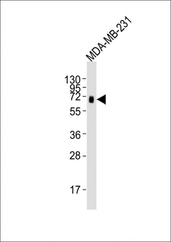 CD73 Mouse Monoclonal Antibody