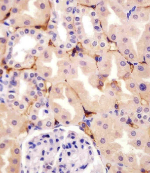 CD73 Mouse Monoclonal Antibody