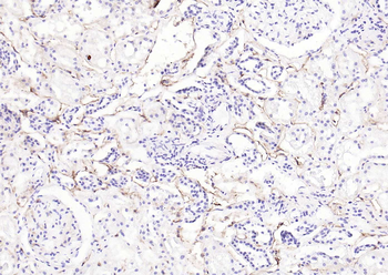 CD73 Mouse Monoclonal Antibody