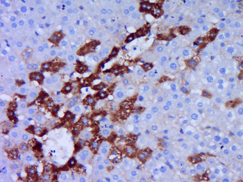 Phospho-MARK2 (Ser595) Rabbit Polyclonal Antibody