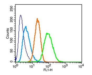 Phospho-GSK3 Alpha + Beta (Tyr279+Tyr216) Rabbit Polyclonal Antibody