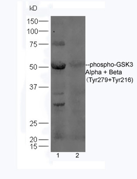 Phospho-GSK3 Alpha + Beta (Tyr279+Tyr216) Rabbit Polyclonal Antibody