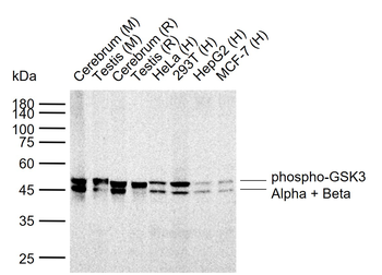 Phospho-GSK3 Alpha + Beta (Tyr279+Tyr216) Recombinant Rabbit Monoclonal Antibody