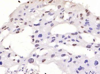 Phospho-Smad2 (Ser467) Rabbit Polyclonal Antibody