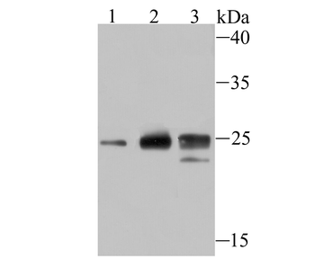 Histone H1.2 Recombinant Rabbit Monoclonal Antibody