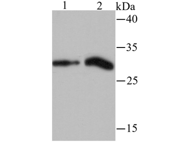 Histone H1.2 Recombinant Rabbit Monoclonal Antibody