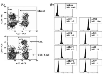 Phospho-ERK1 (Thr202/Tyr204) + ERK2 (Thr183/Tyr185) Rabbit Polyclonal Antibody