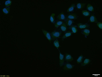 Lamin A/C Mouse Monoclonal Antibody