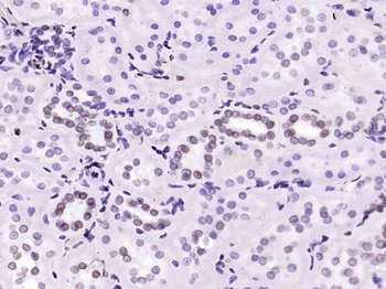 Lamin A/C Mouse Monoclonal Antibody