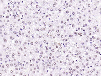 Lamin A/C Mouse Monoclonal Antibody