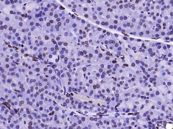 Lamin A/C Mouse Monoclonal Antibody