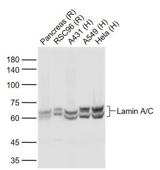 Lamin A/C Mouse Monoclonal Antibody