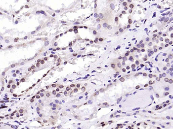 Lamin A/C Mouse Monoclonal Antibody