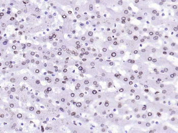 Lamin A/C Mouse Monoclonal Antibody