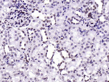 Lamin A/C Mouse Monoclonal Antibody