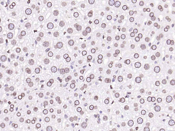 Lamin A/C Mouse Monoclonal Antibody