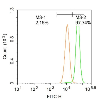 CD73 Rabbit Polyclonal Antibody (FITC)