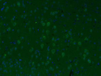 ID1 Rabbit Polyclonal Antibody (FITC)